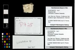Foto (Objekt + Etikett) von Discutiolira sp.  (NHMW-GEO-2014-0194-0725)